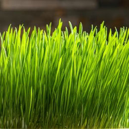 Chlorella